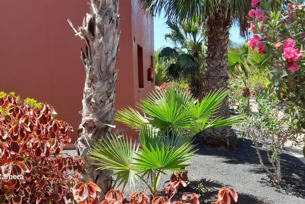 Apartment Cumbre Vieja Fuerteventura Κοραλέχο Εξωτερικό φωτογραφία